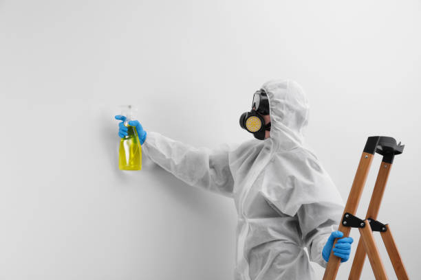 Mold Odor Removal Services in Frewsburg, NY